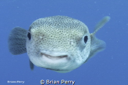 Porcupine fish, Key Largo, Florida by Brian Perry 